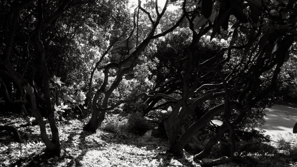 Bois des Moutiers (18) Juin 2012